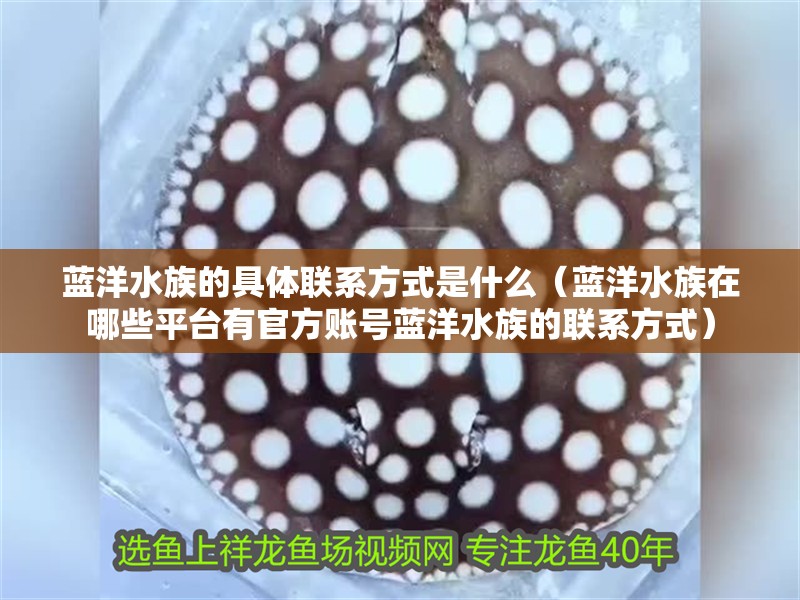 藍(lán)洋水族的具體聯(lián)系方式是什么（藍(lán)洋水族在哪些平臺(tái)有官方賬號(hào)藍(lán)洋水族的聯(lián)系方式）