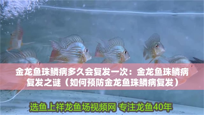 金龍魚(yú)珠鱗病多久會(huì)復(fù)發(fā)一次：金龍魚(yú)珠鱗病復(fù)發(fā)之謎（如何預(yù)防金龍魚(yú)珠鱗病復(fù)發(fā)） 金龍魚(yú)珠鱗病多久會(huì)復(fù)發(fā)一次：金龍魚(yú)珠鱗病復(fù)發(fā)之謎（如何預(yù)防金龍魚(yú)珠鱗病復(fù)發(fā)） 水族問(wèn)答