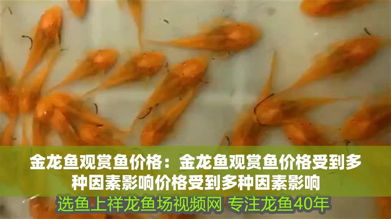 金龍魚觀賞魚價格：金龍魚觀賞魚價格受到多種因素影響價格受到多種因素影響