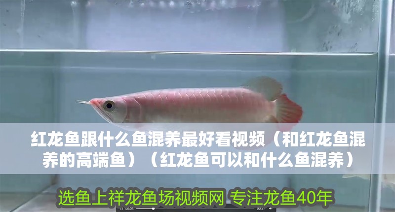 紅龍魚(yú)跟什么魚(yú)混養(yǎng)最好看視頻（和紅龍魚(yú)混養(yǎng)的高端魚(yú)）（紅龍魚(yú)可以和什么魚(yú)混養(yǎng)）