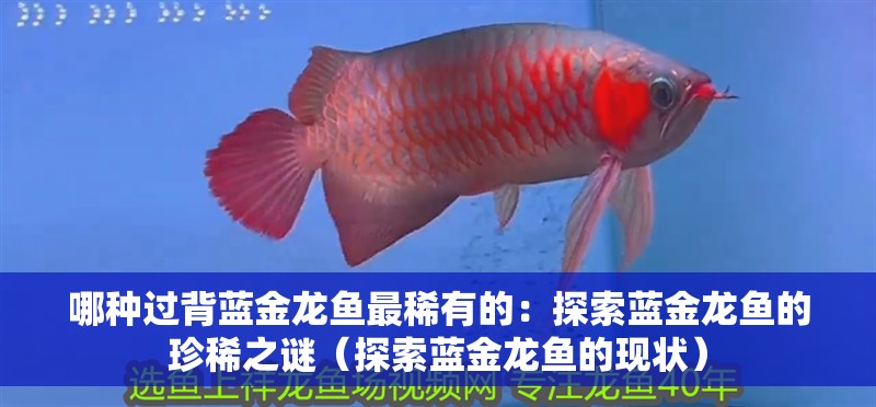 哪種過背藍金龍魚最稀有的：探索藍金龍魚的珍稀之謎（探索藍金龍魚的現狀）