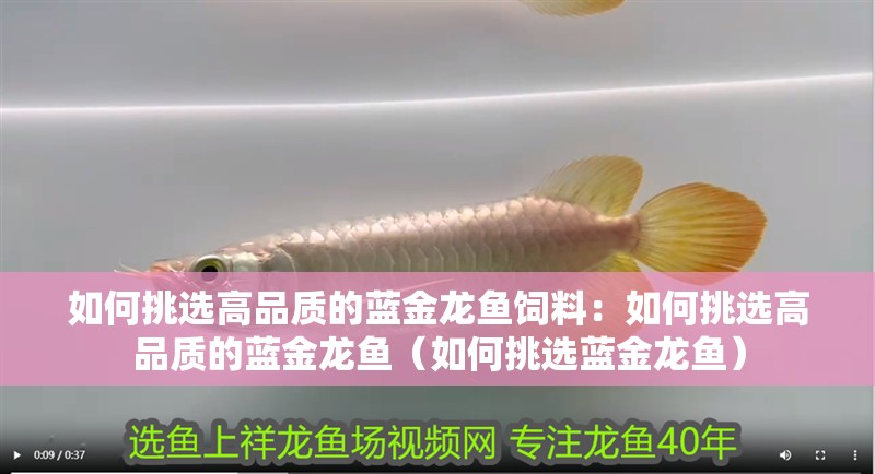 如何挑選高品質的藍金龍魚飼料：如何挑選高品質的藍金龍魚（如何挑選藍金龍魚）