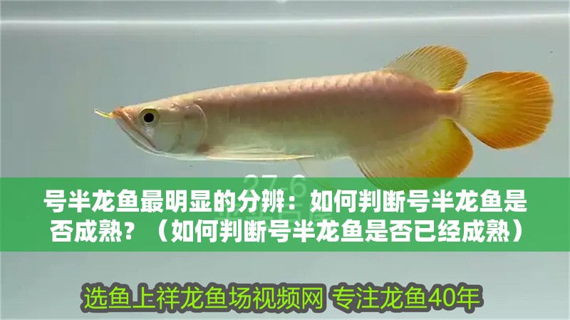 號半龍魚最明顯的分辨：如何判斷號半龍魚是否成熟？（如何判斷號半龍魚是否已經(jīng)成熟）