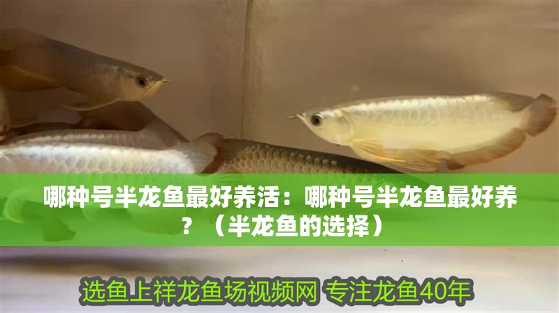 哪種號半龍魚最好養活：哪種號半龍魚最好養？（半龍魚的選擇）