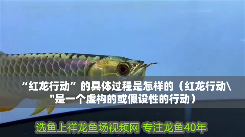 “紅龍行動”的具體過程是怎樣的（紅龍行動\