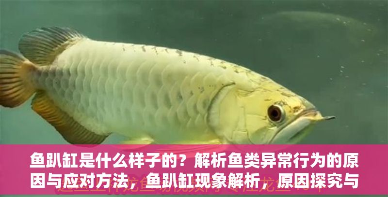 魚趴缸是什么樣子的？解析魚類異常行為的原因與應對方法，魚趴缸現象解析，原因探究與應對策略 魚趴缸是什么樣子的？解析魚類異常行為的原因與應對方法，魚趴缸現象解析，原因探究與應對策略 龍魚常見疾病 第1張