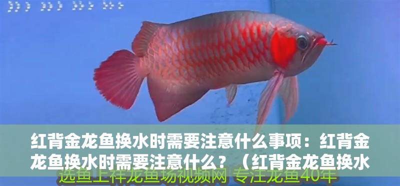 紅背金龍魚換水時需要注意什么事項：紅背金龍魚換水時需要注意什么？（紅背金龍魚換水時需要注意什么事項，紅背金龍魚換水需要注意什么）
