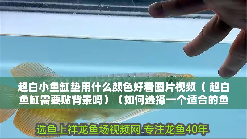 超白小魚缸墊用什么顏色好看圖片視頻（ 超白魚缸需要貼背景嗎）（如何選擇一個(gè)適合的魚缸墊）