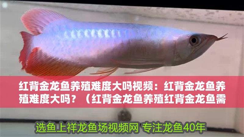 魚缸過濾器選購指南:自制魚缸過濾器魚缸上置過濾器對于養魚愛好者的必備知識 紅背金龍魚養殖難度大嗎視頻:紅背金龍魚養殖難度大嗎?(紅背金龍魚養殖紅背金龍魚需要定期進行健康檢查及養殖技術) 水族問答 紅背金龍魚養殖難度大嗎視頻:紅背金龍魚養殖難度大嗎?(紅背金龍魚養殖紅背金龍魚需要定期進行健康檢查及養殖技術) 紅背金龍魚養殖難度大嗎視頻:紅背金龍魚養殖難度大嗎?(紅背金龍魚養殖紅背金龍魚需要定期進行健康檢查及養殖技術) 水族問答