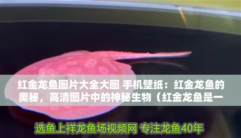紅金龍魚圖片大全大圖 手機壁紙：紅金龍魚的奧秘，高清圖片中的神秘生物（紅金龍魚是一種色彩斑斕的觀賞魚，它們的獨特之處在于其鮮艷的顏色和獨特的生活習性）