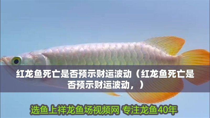紅龍魚(yú)死亡是否預(yù)示財(cái)運(yùn)波動(dòng)（紅龍魚(yú)死亡是否預(yù)示財(cái)運(yùn)波動(dòng)，）