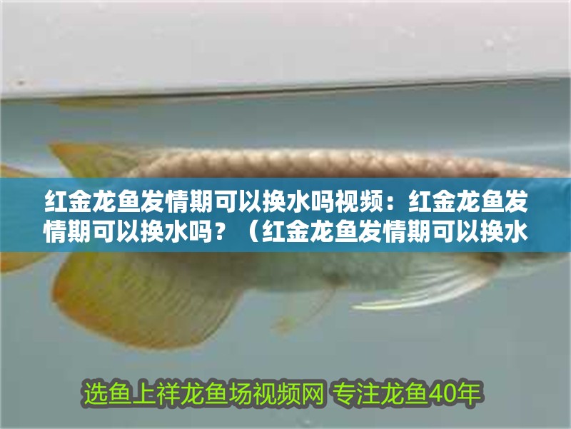 紅金龍魚發情期可以換水嗎視頻：紅金龍魚發情期可以換水嗎？（紅金龍魚發情期可以換水嗎）