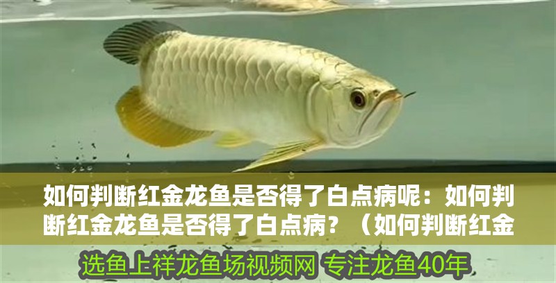 如何判斷紅金龍魚是否得了白點病呢：如何判斷紅金龍魚是否得了白點病？（如何判斷紅金龍魚患有白點病）