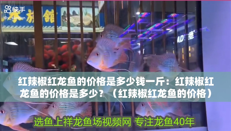 紅辣椒紅龍魚的價格是多少錢一斤：紅辣椒紅龍魚的價格是多少？（紅辣椒紅龍魚的價格）