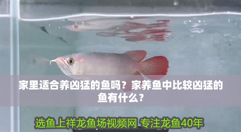 家里適合養(yǎng)兇猛的魚(yú)嗎？家養(yǎng)魚(yú)中比較兇猛的魚(yú)有什么？