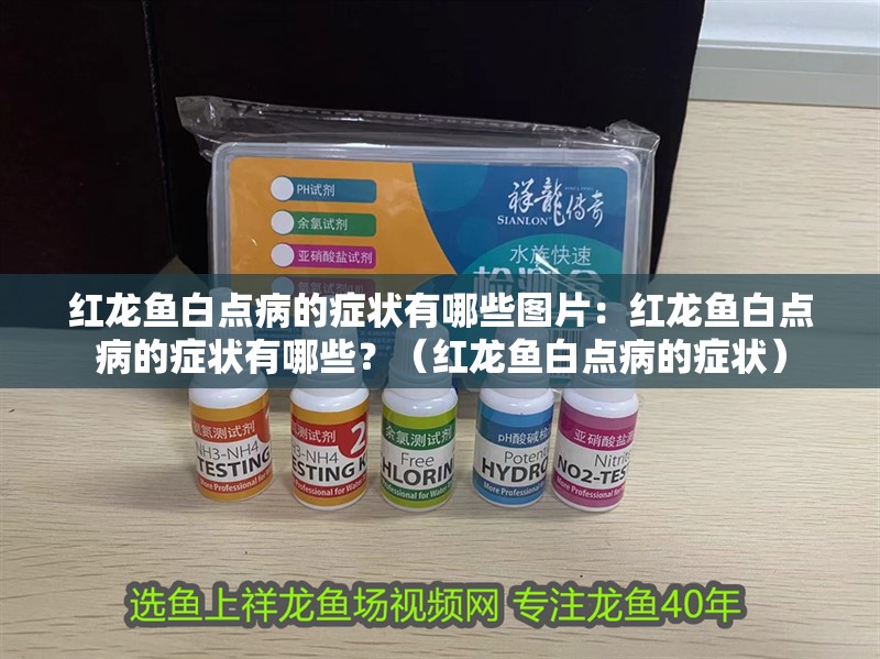 紅龍魚白點病的癥狀有哪些圖片：紅龍魚白點病的癥狀有哪些？（紅龍魚白點病的癥狀）