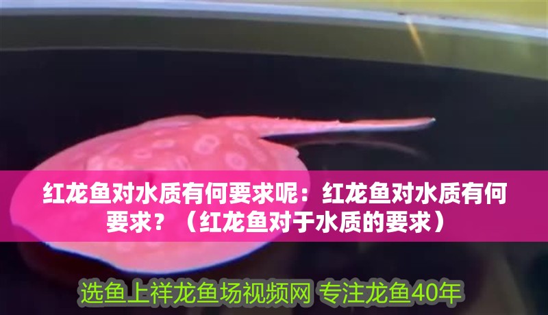 紅龍魚對水質有何要求呢：紅龍魚對水質有何要求？（紅龍魚對于水質的要求）