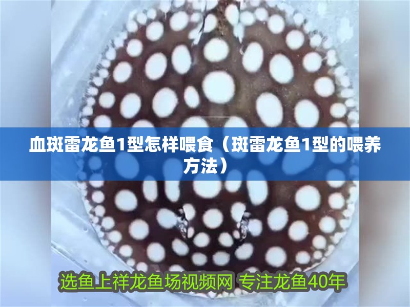 血斑雷龍魚1型怎樣喂食（斑雷龍魚1型的喂養方法）