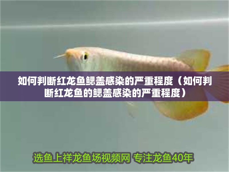 如何判斷紅龍魚鰓蓋感染的嚴重程度（如何判斷紅龍魚的鰓蓋感染的嚴重程度）