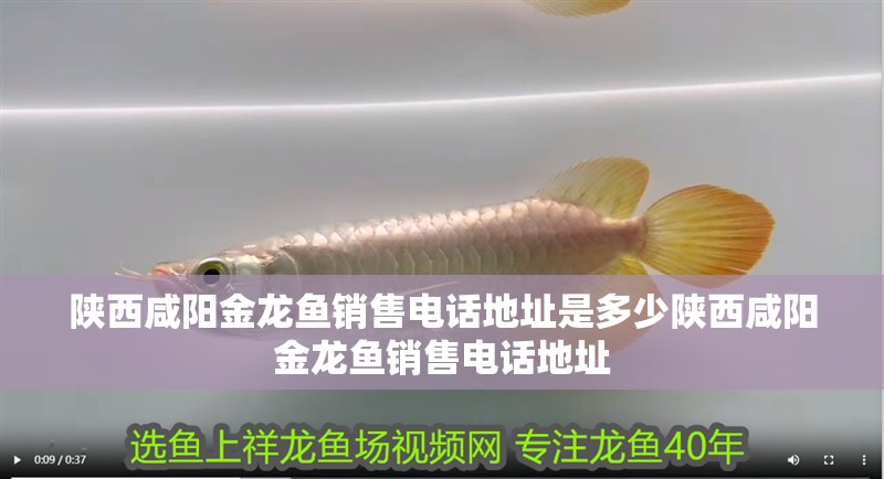 陜西咸陽(yáng)金龍魚銷售電話地址是多少陜西咸陽(yáng)金龍魚銷售電話地址