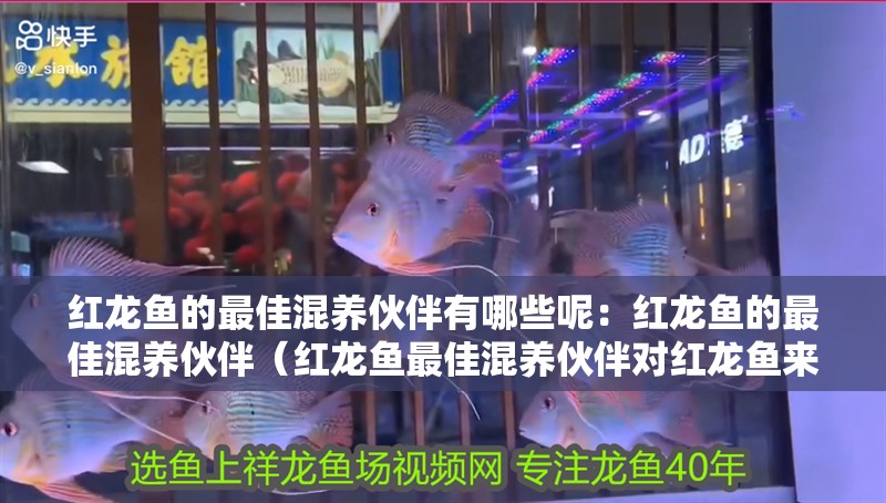 紅龍魚(yú)的最佳混養(yǎng)伙伴有哪些呢：紅龍魚(yú)的最佳混養(yǎng)伙伴（紅龍魚(yú)最佳混養(yǎng)伙伴對(duì)紅龍魚(yú)來(lái)說(shuō)是一種美麗的熱帶魚(yú)）