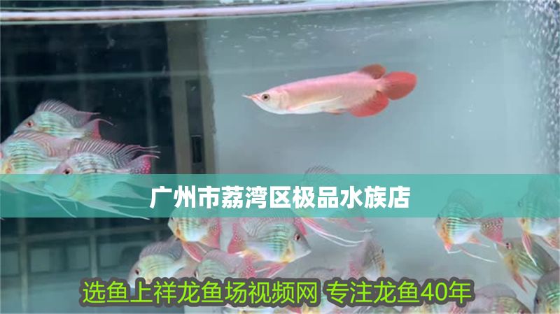 廣州市荔灣區極品水族店 廣州市荔灣區極品水族店 全國水族館企業名錄 第1張