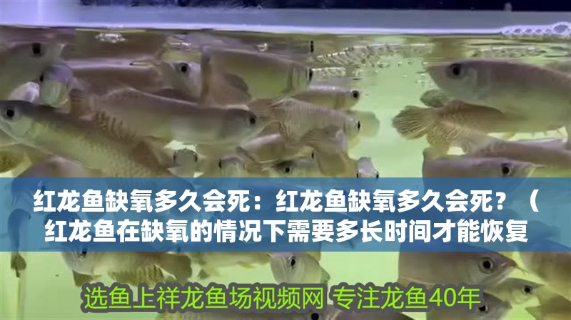 紅龍魚缺氧多久會死：紅龍魚缺氧多久會死？（紅龍魚在缺氧的情況下需要多長時間才能恢復正常）