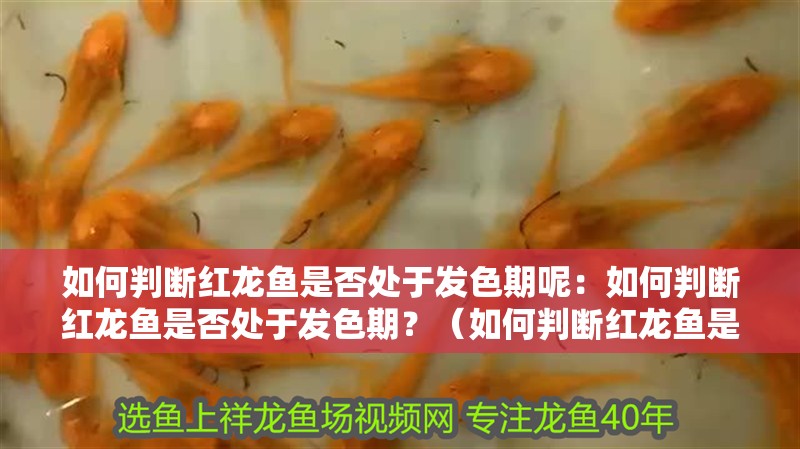 如何判斷紅龍魚是否處于發色期呢：如何判斷紅龍魚是否處于發色期？（如何判斷紅龍魚是否處于發色期）