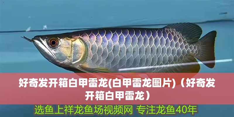 好奇發開箱白甲雷龍(白甲雷龍圖片)（好奇發開箱白甲雷龍）