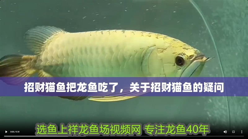 招財貓魚把龍魚吃了，關于招財貓魚的疑問