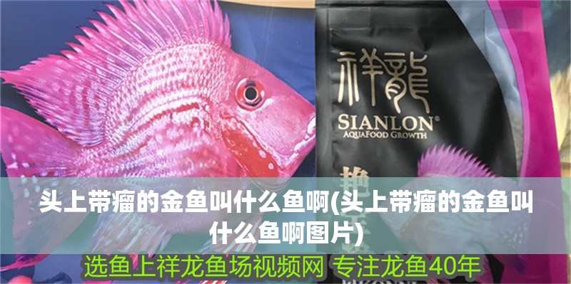 頭上帶瘤的金魚叫什么魚啊(頭上帶瘤的金魚叫什么魚啊圖片)