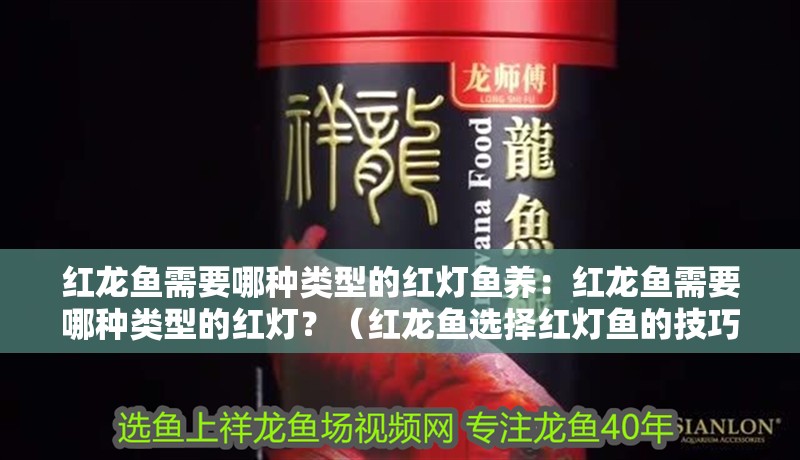 紅龍魚需要哪種類型的紅燈魚養：紅龍魚需要哪種類型的紅燈？（紅龍魚選擇紅燈魚的技巧）