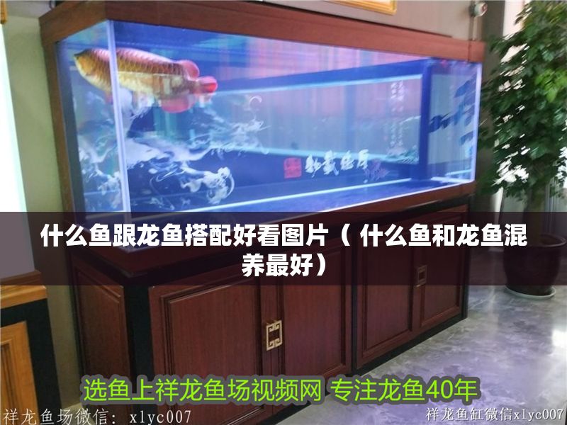什么魚跟龍魚搭配好看圖片（ 什么魚和龍魚混養最好）