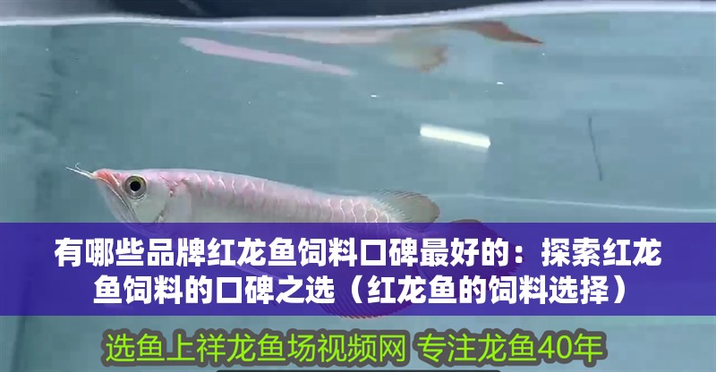有哪些品牌紅龍魚飼料口碑最好的：探索紅龍魚飼料的口碑之選（紅龍魚的飼料選擇）