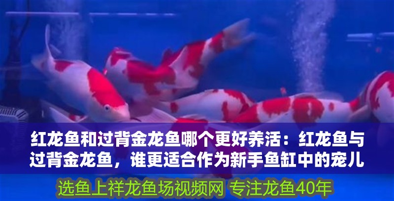 紅龍魚和過背金龍魚哪個更好養活：紅龍魚與過背金龍魚，誰更適合作為新手魚缸中的寵兒？（紅龍魚和過背金龍魚的區別）