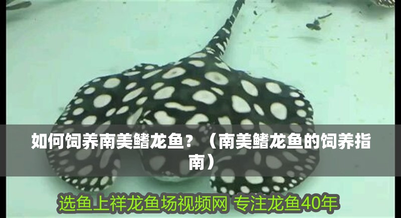 如何飼養南美鰭龍魚？（南美鰭龍魚的飼養指南）