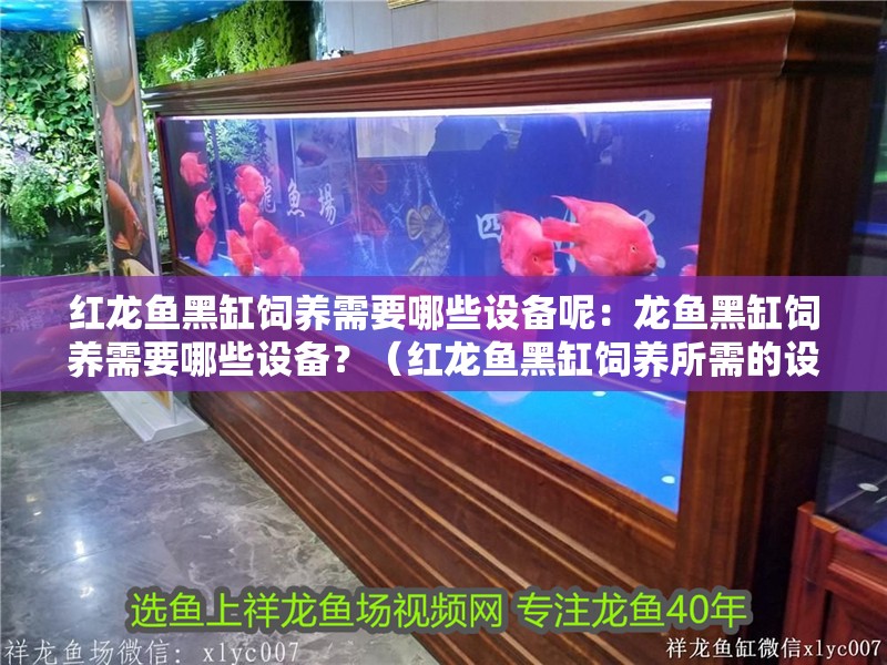 紅龍魚(yú)黑缸飼養(yǎng)需要哪些設(shè)備呢：龍魚(yú)黑缸飼養(yǎng)需要哪些設(shè)備？（紅龍魚(yú)黑缸飼養(yǎng)所需的設(shè)備）