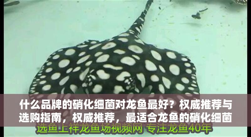 什么品牌的硝化細菌對龍魚最好？權威推薦與選購指南，權威推薦，最適合龍魚的硝化細菌品牌及選購指南