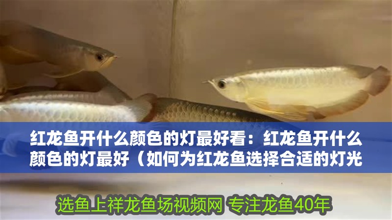 紅龍魚(yú)開(kāi)什么顏色的燈最好看：紅龍魚(yú)開(kāi)什么顏色的燈最好（如何為紅龍魚(yú)選擇合適的燈光）