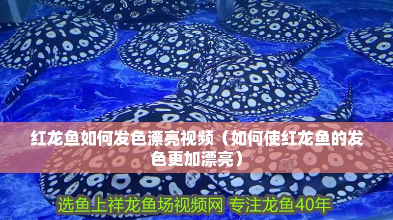 紅龍魚用黃燈烤有用嗎 紅龍魚如何發色漂亮視頻(如何使紅龍魚的發色更加漂亮) 觀賞魚百科 紅龍魚如何發色漂亮視頻(如何使紅龍魚的發色更加漂亮) 紅龍魚如何發色漂亮視頻(如何使紅龍魚的發色更加漂亮) 觀賞魚百科