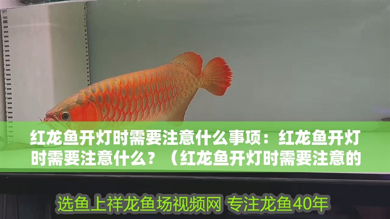 紅龍魚開燈時(shí)需要注意什么事項(xiàng)：紅龍魚開燈時(shí)需要注意什么？（紅龍魚開燈時(shí)需要注意的事項(xiàng)）