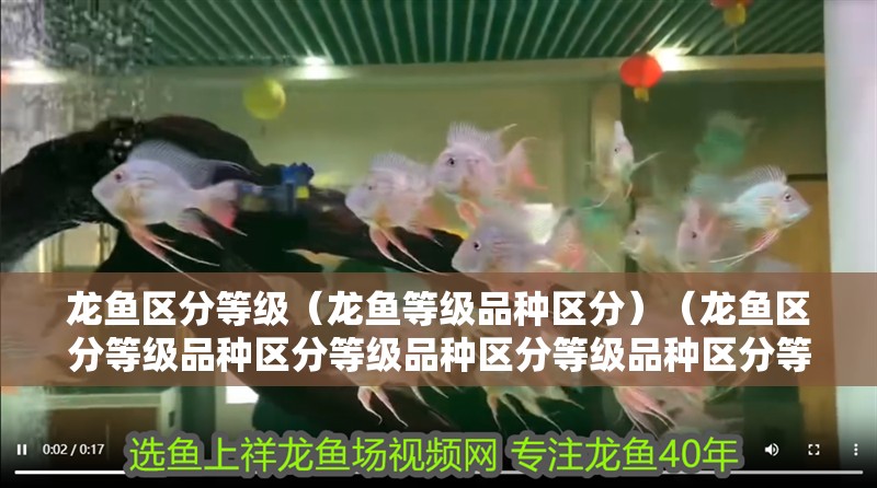 龍魚區分等級（龍魚等級品種區分）（龍魚區分等級品種區分等級品種區分等級品種區分等級） 龍魚區分等級（龍魚等級品種區分）（龍魚區分等級品種區分等級品種區分等級品種區分等級） 觀賞魚百科
