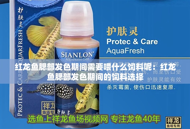 紅龍魚腮部發(fā)色期間需要喂什么飼料呢：紅龍魚腮部發(fā)色期間的飼料選擇