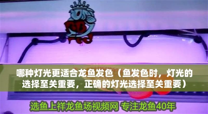 哪種燈光更適合龍魚發(fā)色（魚發(fā)色時，燈光的選擇至關(guān)重要，正確的燈光選擇至關(guān)重要） 哪種燈光更適合龍魚發(fā)色（魚發(fā)色時，燈光的選擇至關(guān)重要，正確的燈光選擇至關(guān)重要） 龍魚百科