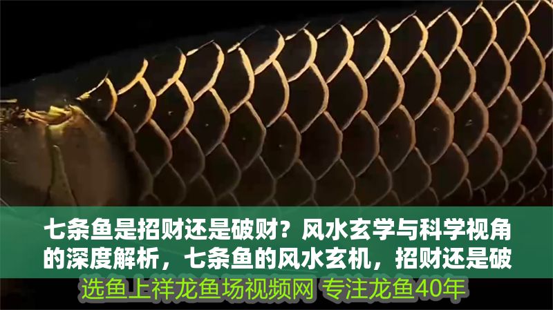 七條魚是招財還是破財？風水玄學與科學視角的深度解析，七條魚的風水玄機，招財還是破財？科學與玄學的雙重解讀
