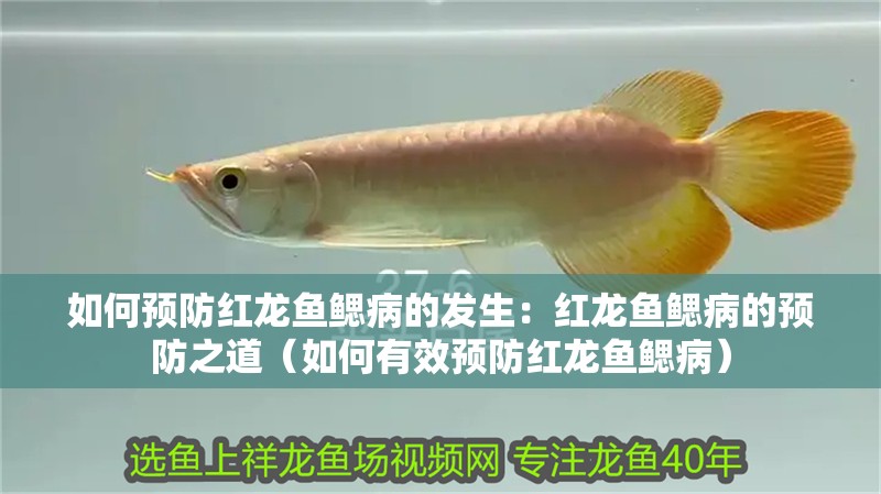 如何預防紅龍魚鰓病的發生：紅龍魚鰓病的預防之道（如何有效預防紅龍魚鰓病）