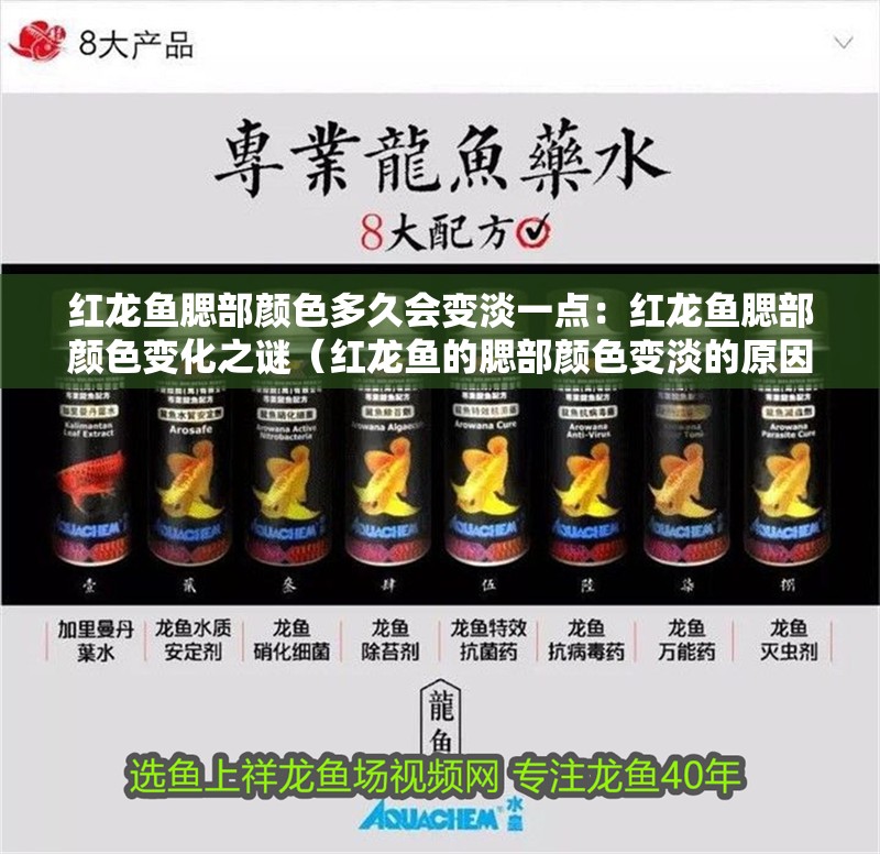 紅龍魚腮部顏色多久會變淡一點：紅龍魚腮部顏色變化之謎（紅龍魚的腮部顏色變淡的原因）