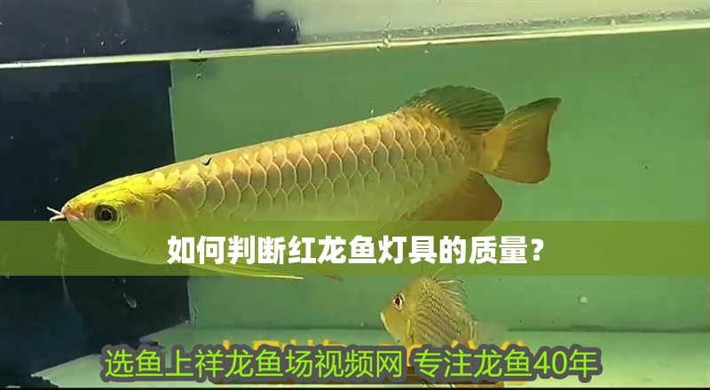 如何判斷紅龍魚燈具的質量？