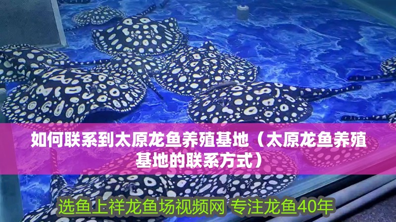 如何聯系到太原龍魚養殖基地（太原龍魚養殖基地的聯系方式）