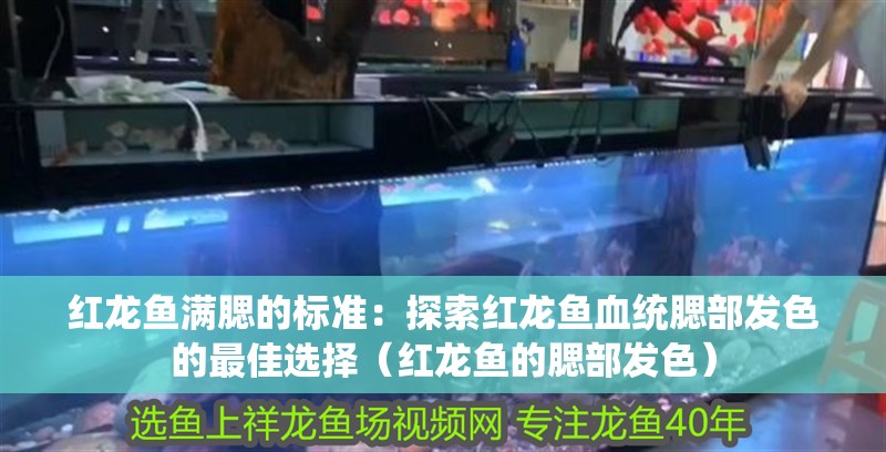 紅龍魚(yú)滿腮的標(biāo)準(zhǔn)：探索紅龍魚(yú)血統(tǒng)腮部發(fā)色的最佳選擇（紅龍魚(yú)的腮部發(fā)色）